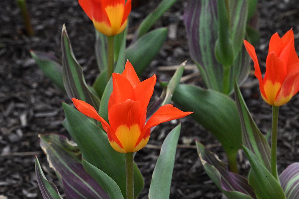 2025-04216485 Tower Hill Botanic Garden, MA.JPG - Tulip. New England Botanic Garden at Tower Hill, MA, 4-21-2025